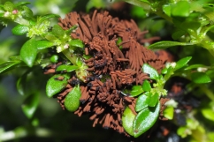 Chocolate Tube Slime (Stemonitis species) photo